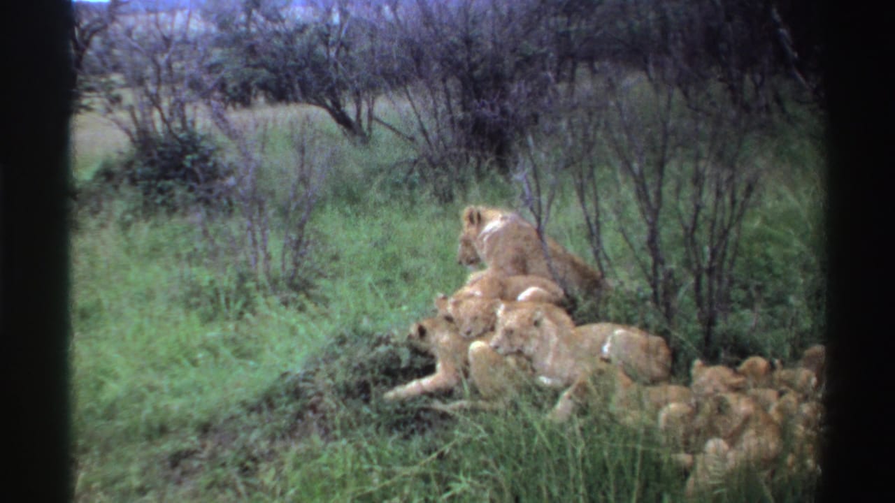 A 1969 Nigeria wildlife frame shows the lioness lower in the grass while cubs remain clustered beside her.