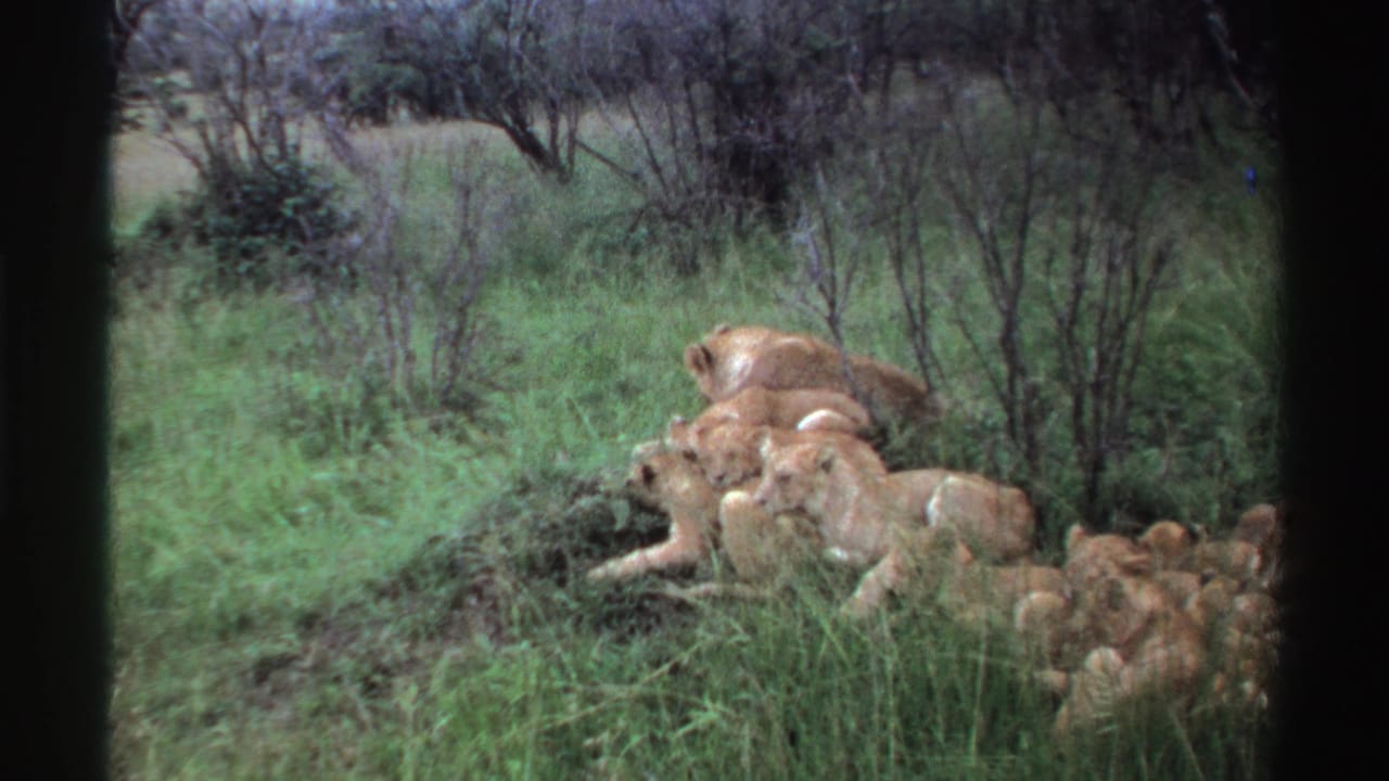 The lioness appears settled beside cubs in the Nigerian savanna, with shrubs and soft 8mm texture visible around the group.
