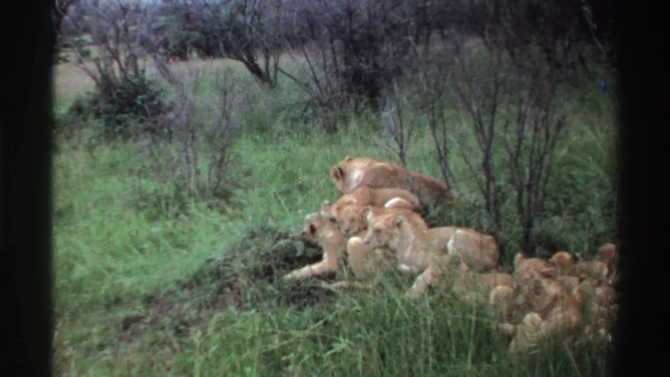 The lioness appears settled beside cubs in the Nigerian savanna, with shrubs and soft 8mm texture visible around the group.