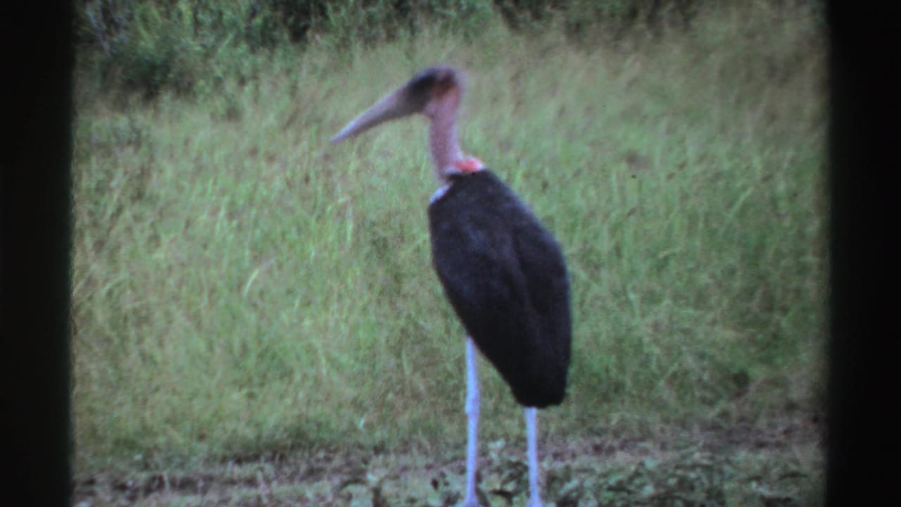 Large stork standing in tall grass with a long pale bill and dark body feathers.