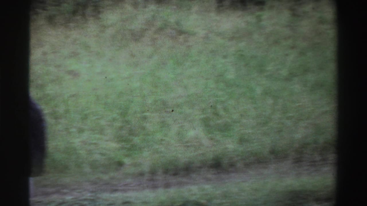 A grassy field fills the frame, with part of a stork partly obscured by the contact-sheet divider.