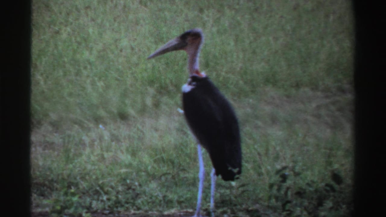The stork remains in tall Nigerian grass, its long bill, bare neck area, dark plumage and thin white legs visible.