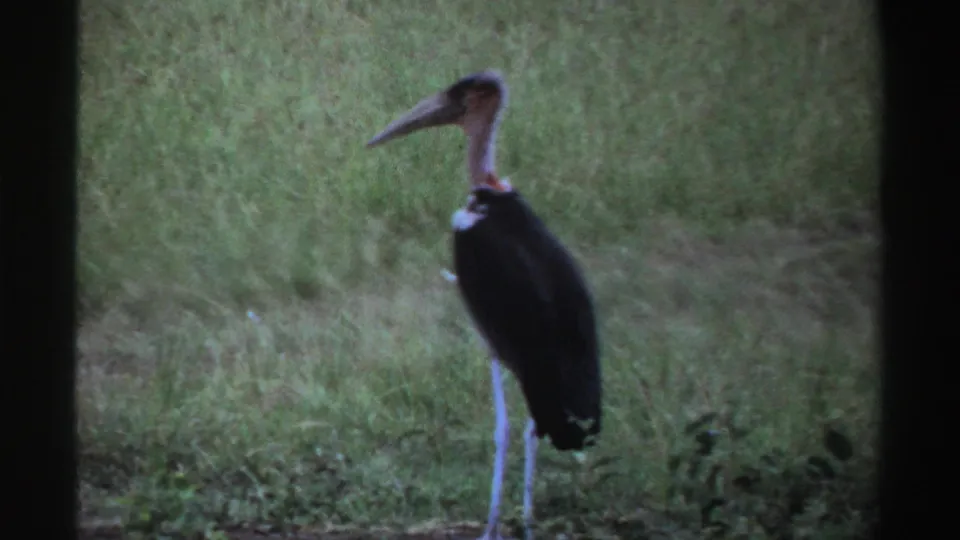 The stork remains in tall Nigerian grass, its long bill, bare neck area, dark plumage and thin white legs visible.