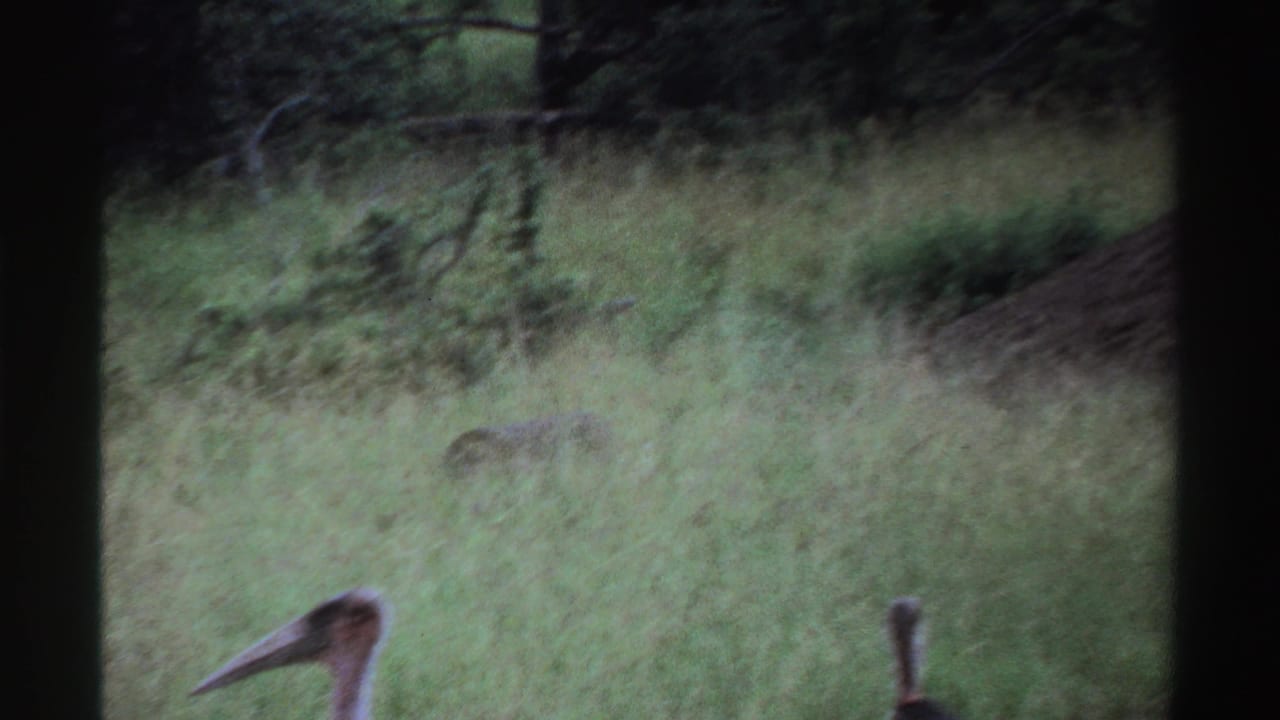 Two partial stork forms appear near the lower edge of the grassy frame, one showing a long bill and head.