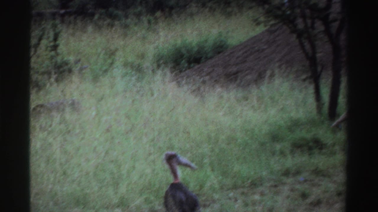 Large bird standing in tall grass near trees and earth mounds.