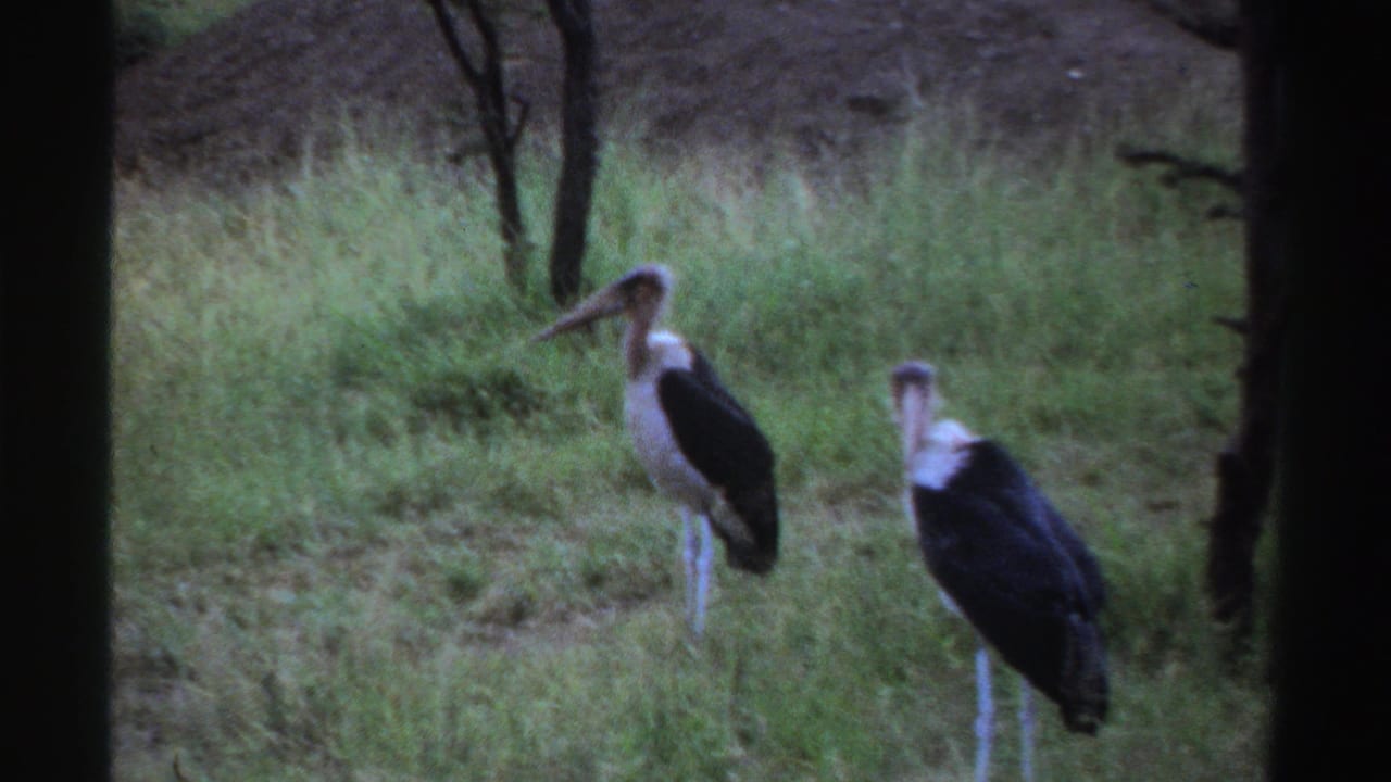 Two large dark birds with pale necks standing in a grassy clearing.