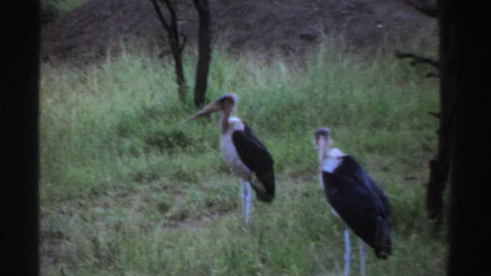 Two large birds with dark bodies and pale necks stand in tall grass in archival Nigeria wildlife footage from 1969.