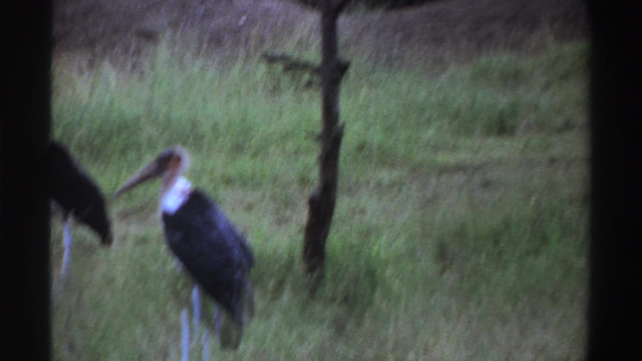 Two large birds stand in a grassy field, partly obscured by a dark tree trunk in 1969 Nigeria home-movie footage.