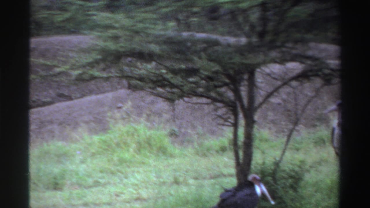 Marabou stork partly visible in grass below sparse trees.