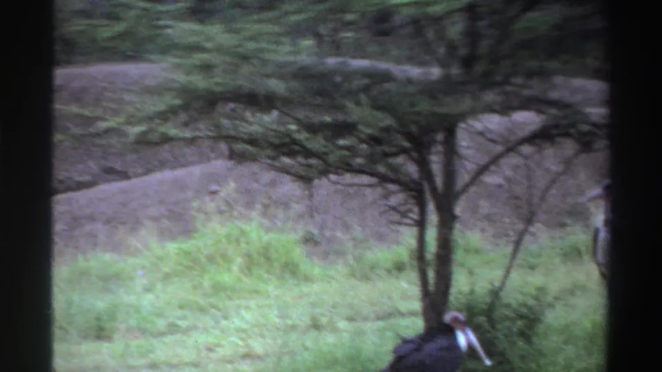 1969 Nigeria 8mm frame showing a marabou stork partly cut off near grass and small trees in a savanna setting.