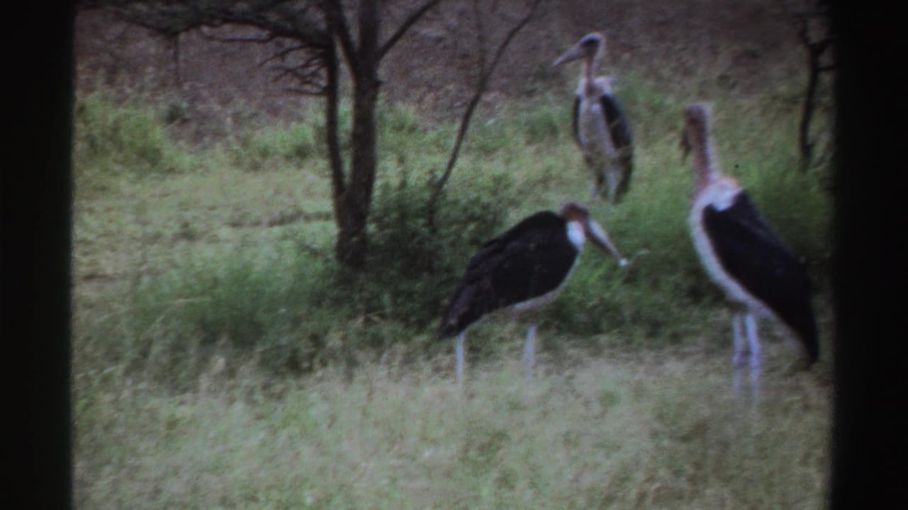 1969 Nigeria 8mm frame with several marabou storks standing in grassy savanna near thin trees and scrub.