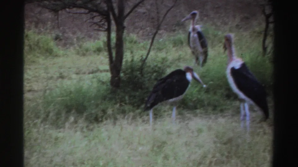 1969 Nigeria 8mm frame with several marabou storks standing in grassy savanna near thin trees and scrub.