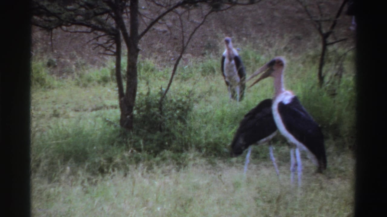 1969 Nigeria 8mm frame showing two marabou storks in grassland, one closer to camera and one farther back near trees.