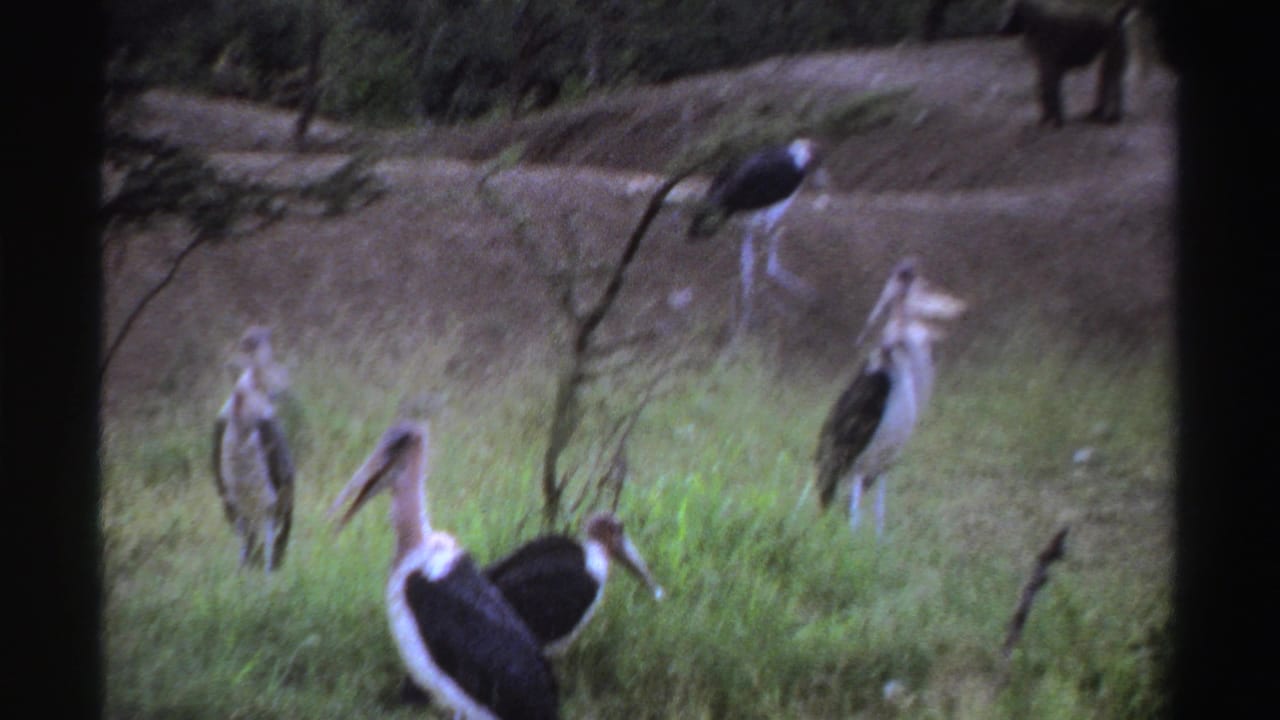 1969 Nigeria 8mm frame with multiple marabou storks scattered across tall grass near sparse trees and an earthen slope.