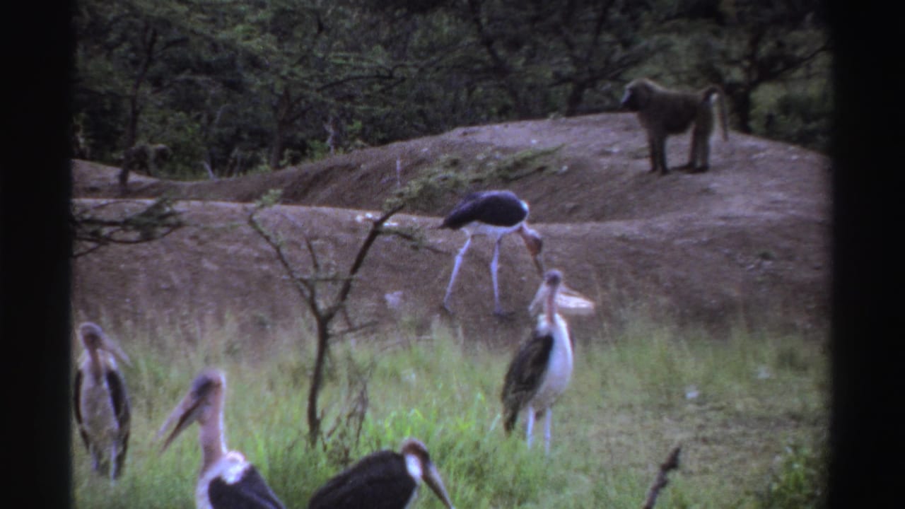 Marabou storks forage in grass while a baboon stands on a dirt mound behind them.
