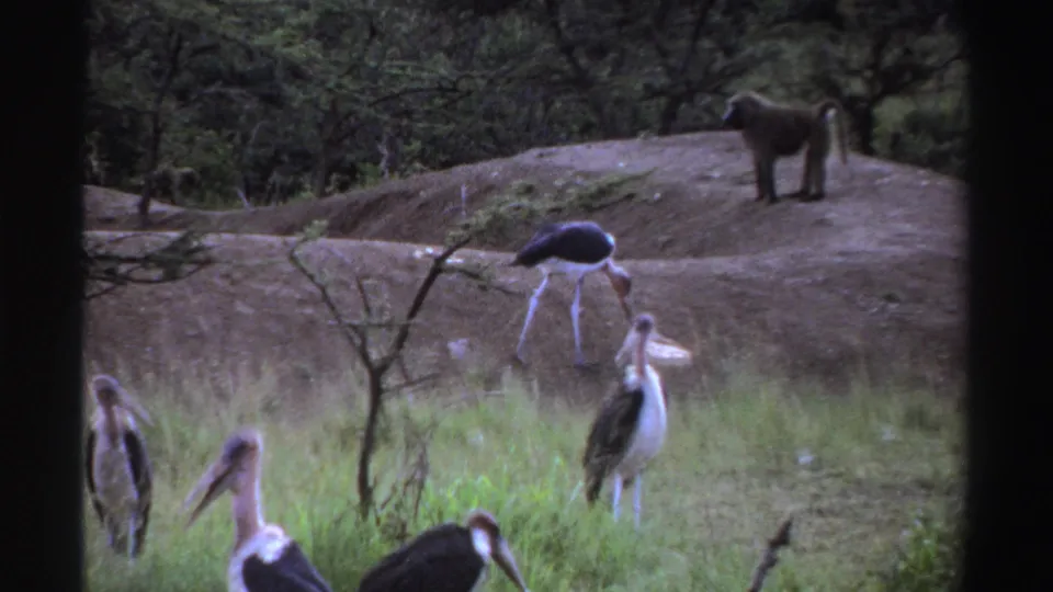 1969 Nigeria 8mm frame with marabou storks in the grassy foreground and a baboon on a raised dirt mound in the background.