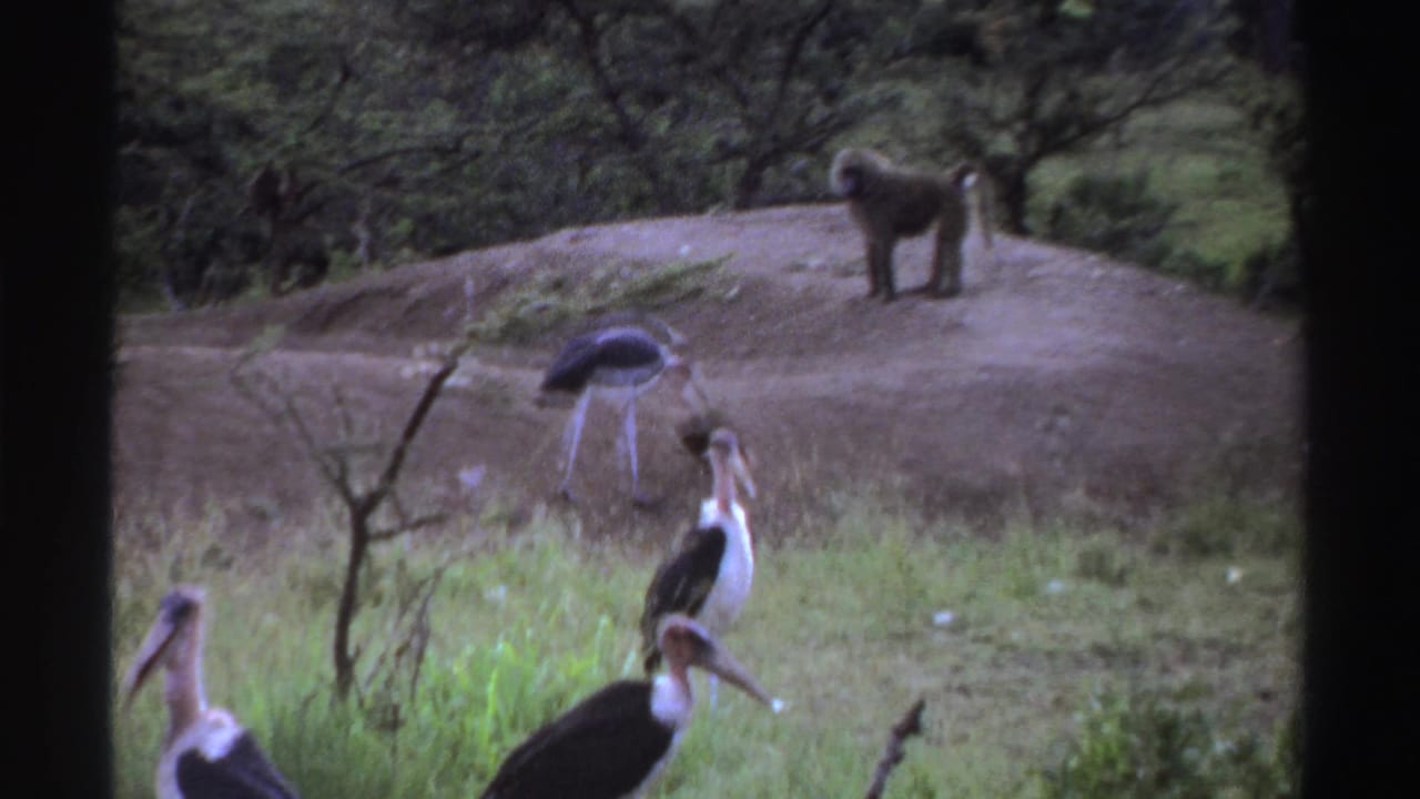 1969 Nigeria wildlife frame showing several marabou storks in grass with a baboon on the mound beyond them.
