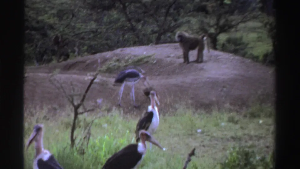 1969 Nigeria wildlife frame showing several marabou storks in grass with a baboon on the mound beyond them.