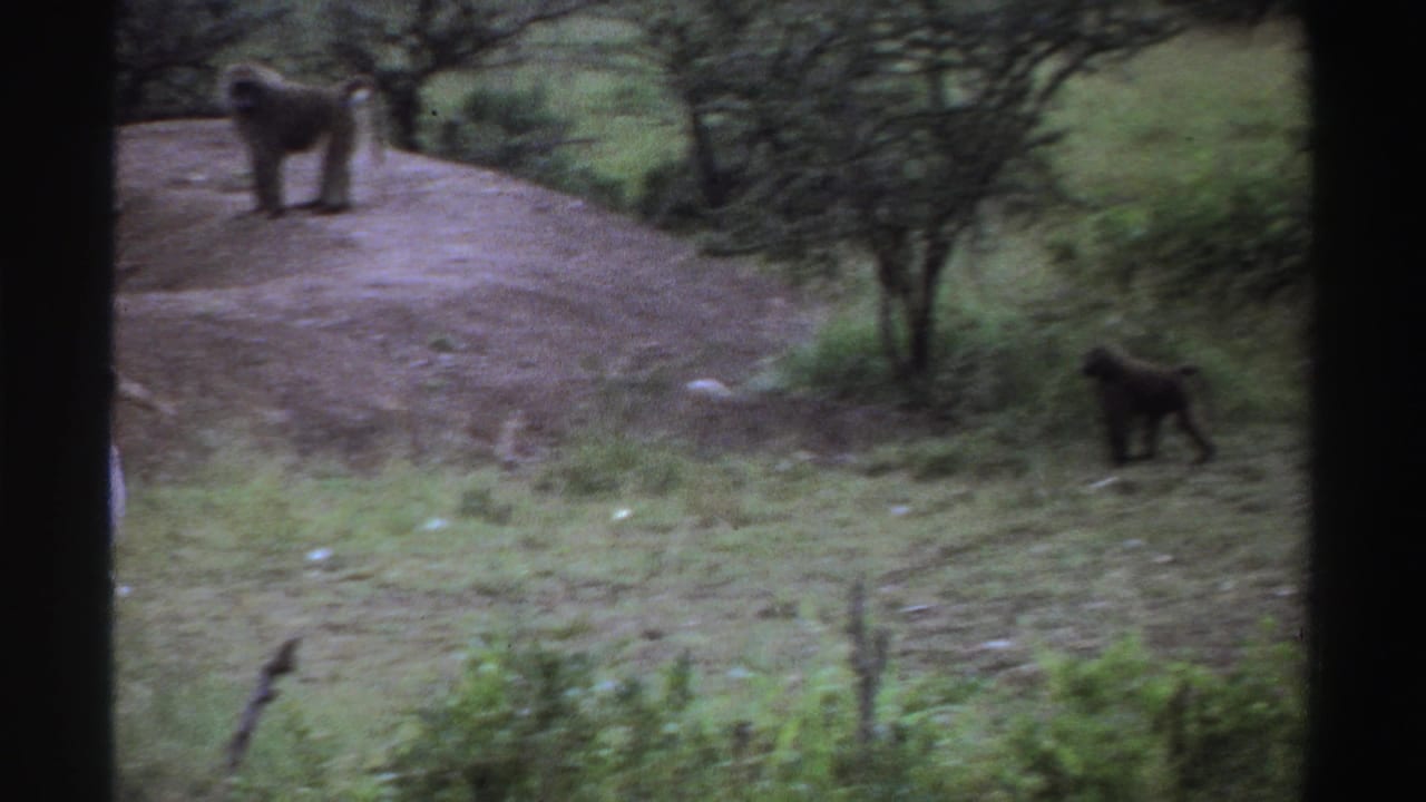 Soft 8mm wildlife frame from Nigeria in 1969, with a baboon near low vegetation and storks partly cut off by the frame.