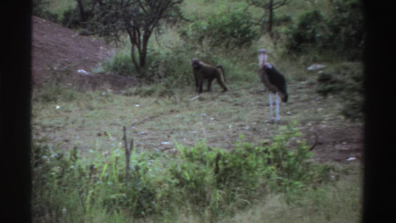 1969 Nigeria 8mm frame showing a baboon and a marabou stork separated in open grassy scrub.