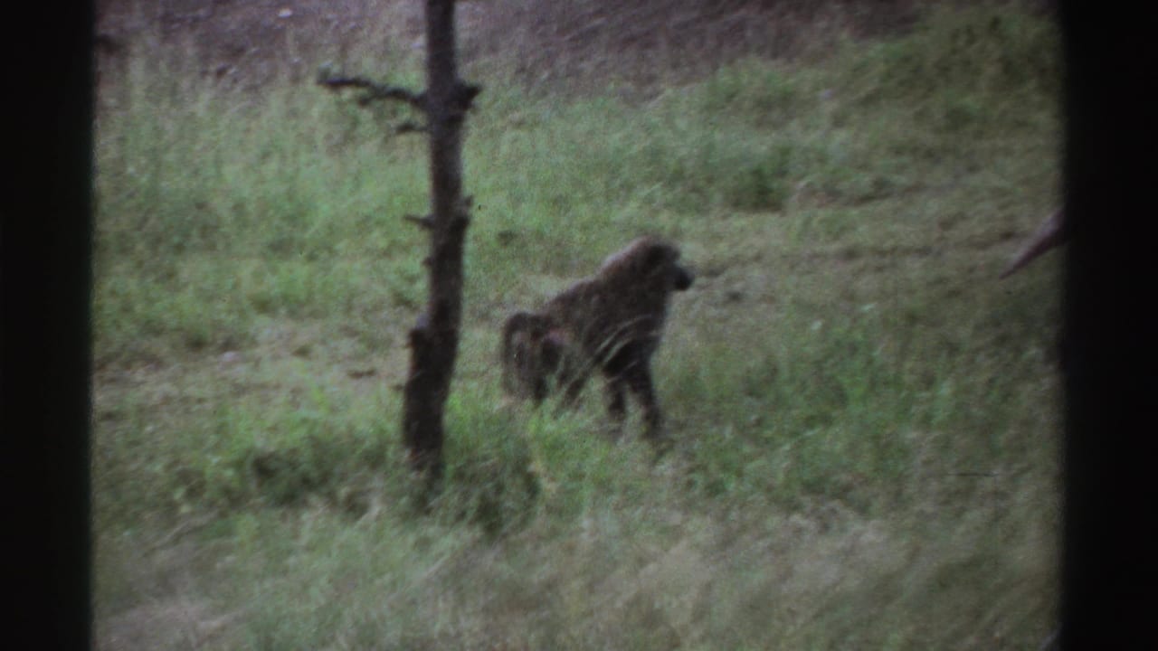 A primate stands in tall grass near a tree trunk.