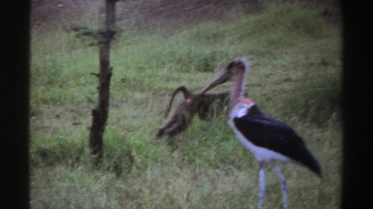 1969 Nigeria 8mm frame showing a marabou stork near a primate in tall grass beside a tree.