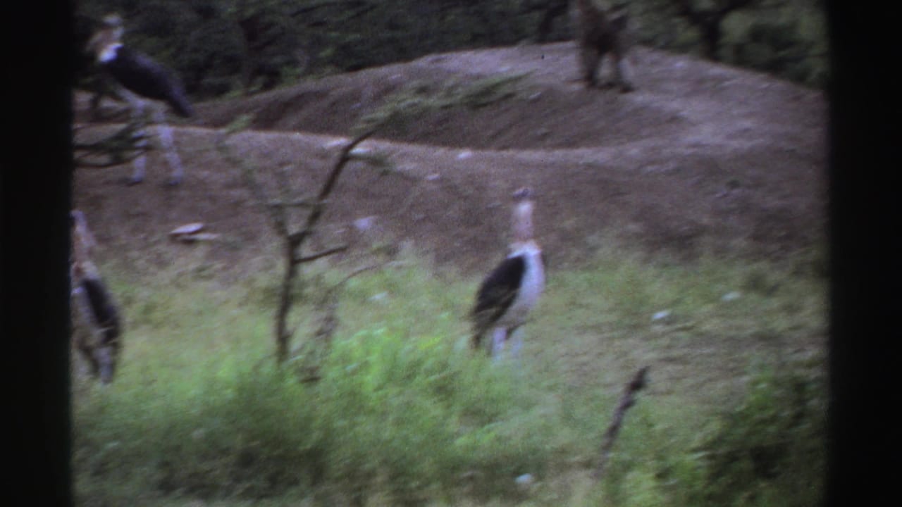 1969 Nigeria 8mm frame showing a marabou stork in grass while baboons move across a dirt mound near trees.
