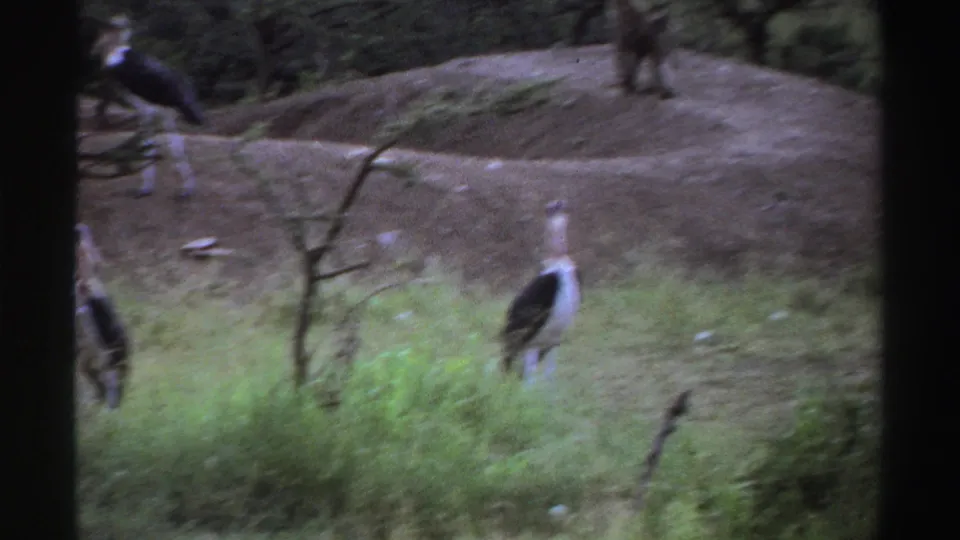 1969 Nigeria 8mm frame showing a marabou stork in grass while baboons move across a dirt mound near trees.