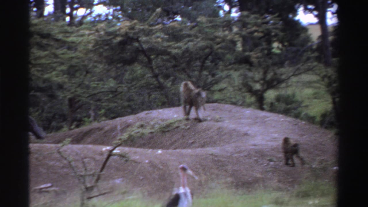 1969 Nigeria 8mm frame with baboons crossing a bare mound above grass, with a marabou stork partly visible at the bottom edge.