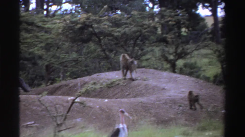 1969 Nigeria 8mm frame with baboons crossing a bare mound above grass, with a marabou stork partly visible at the bottom edge.