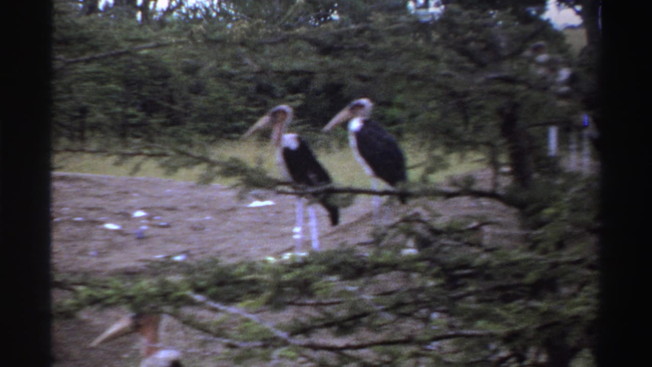 1969 Nigeria 8mm frame showing two marabou storks standing in a grassy clearing behind a low tree branch.