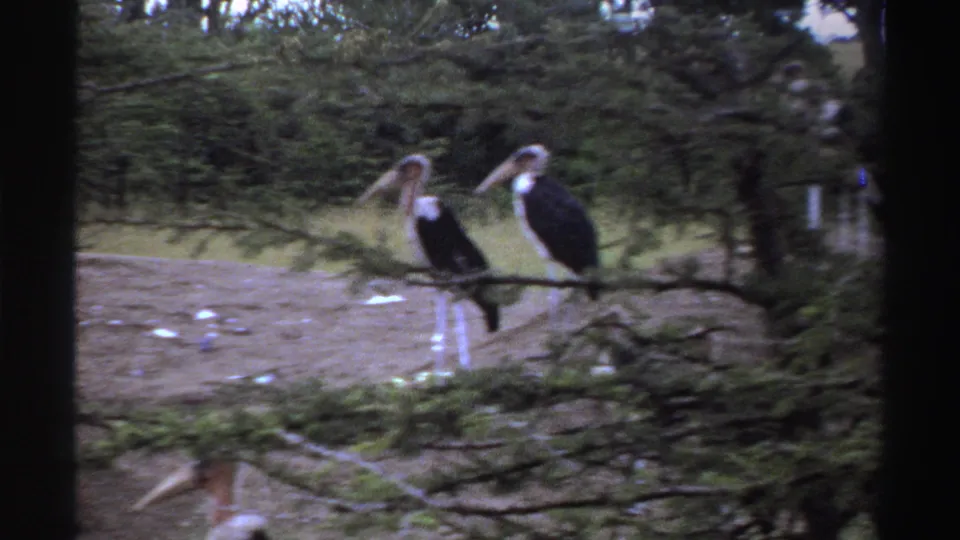 1969 Nigeria 8mm frame showing two marabou storks standing in a grassy clearing behind a low tree branch.