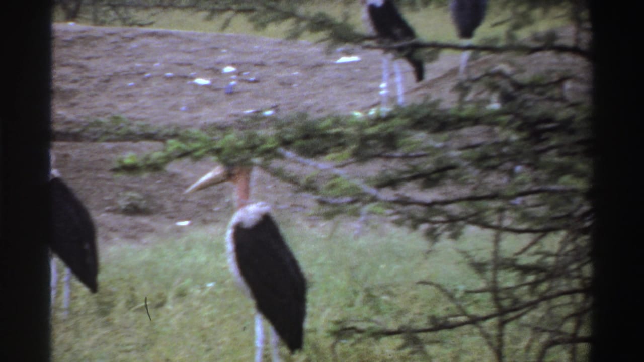 1969 Nigeria 8mm frame showing a marabou stork below tree branches, with other storks partly cut off near the upper edge.