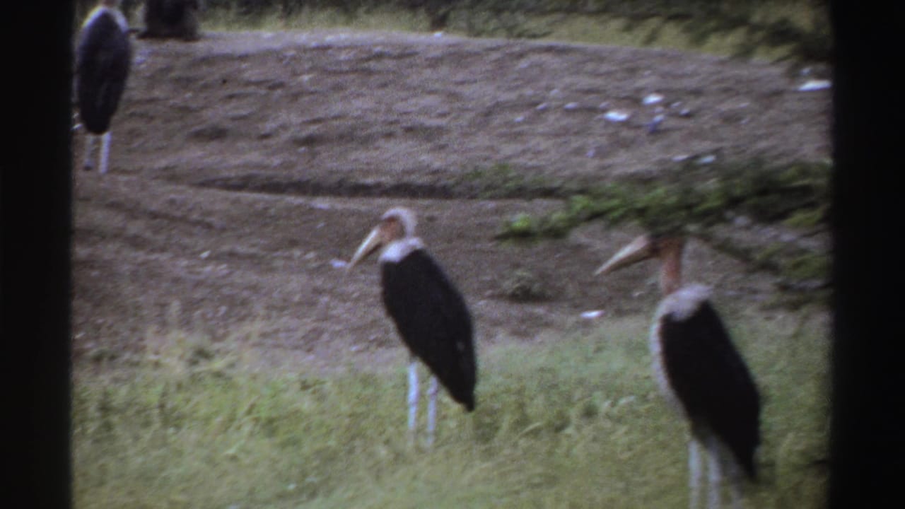 1969 Nigerian 8mm home-movie frame showing marabou storks in a grassy zoo enclosure near a dirt mound and tree line.