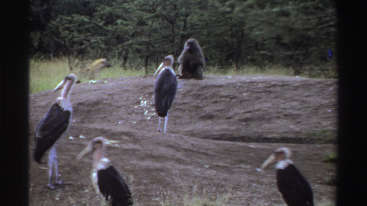 Several marabou storks stand around a dirt mound while a baboon sits in the background.