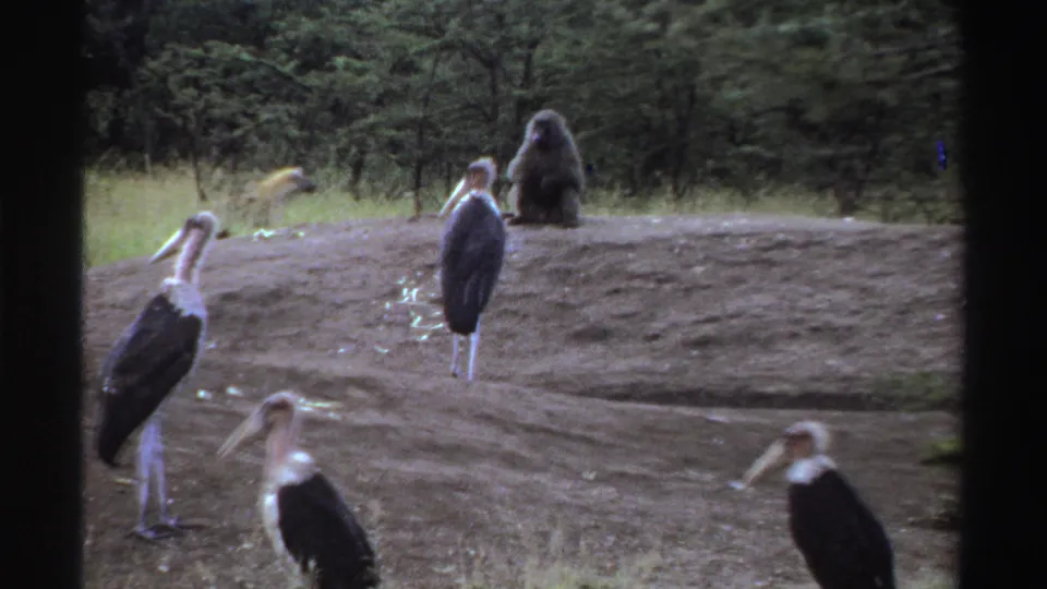 1969 Nigerian zoo footage frame with marabou storks on bare ground and grass, a seated baboon behind them, and trees in back.