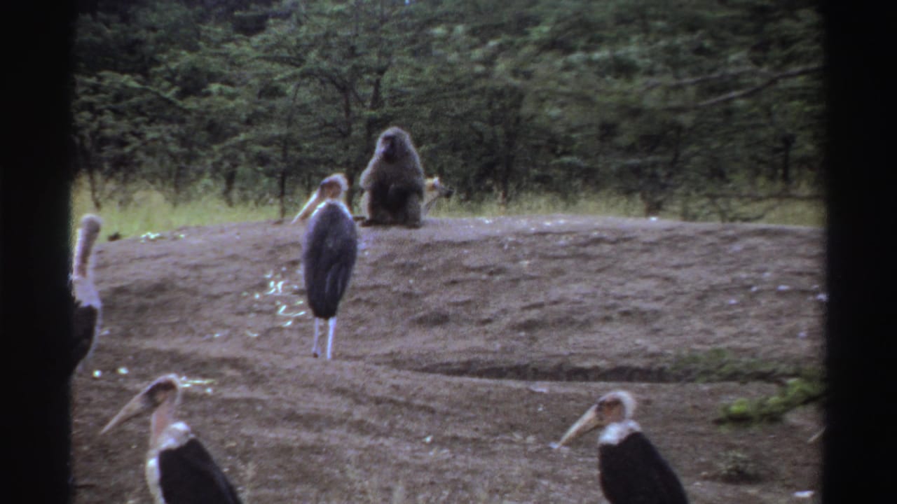 Visitor-shot 1969 Nigerian 8mm frame showing storks in a zoo enclosure and a baboon seated on the raised dirt mound.