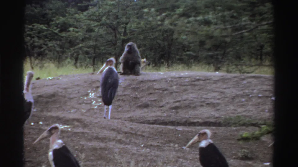 Visitor-shot 1969 Nigerian 8mm frame showing storks in a zoo enclosure and a baboon seated on the raised dirt mound.