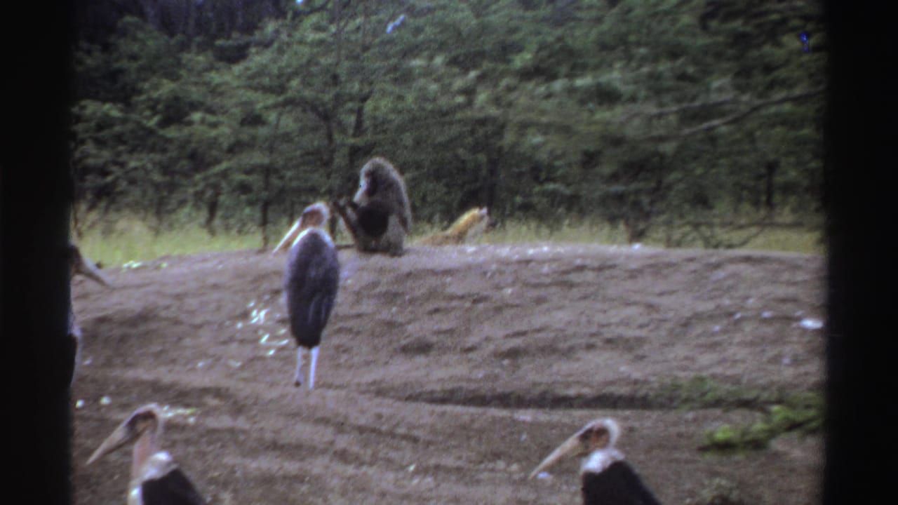 1969 Nigerian 8mm zoo frame with marabou storks in front, a seated baboon on the mound, and a cheetah briefly visible behind.