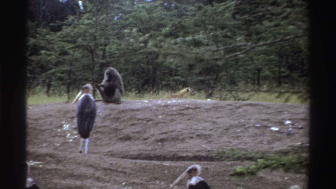 1969 Nigeria 8mm frame showing a baboon seated on a dirt mound while marabou storks stand and move through a wooded clearing.