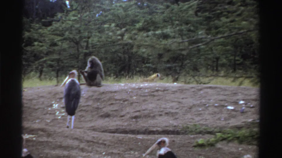 1969 Nigeria 8mm frame showing a baboon seated on a dirt mound while marabou storks stand and move through a wooded clearing.
