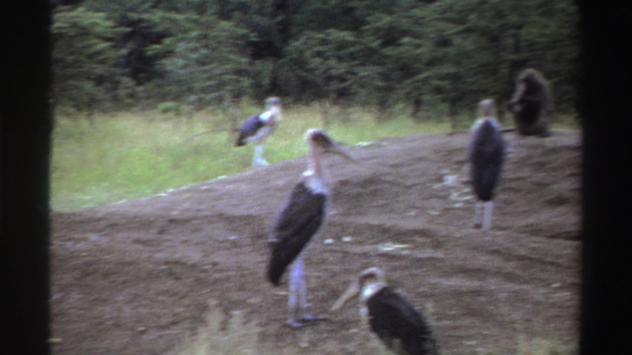 1969 Nigeria 8mm frame with marabou storks spread across a dirt mound and a baboon seated at the edge of the clearing.