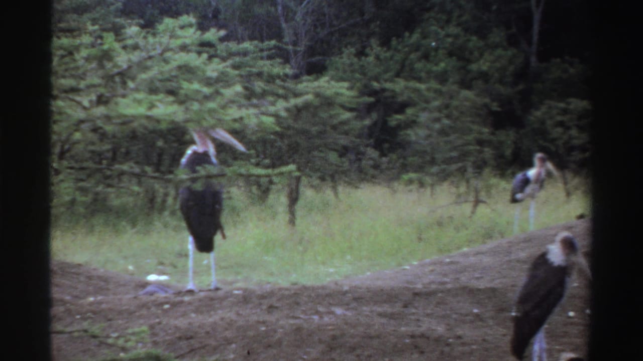 1969 Nigeria 8mm frame showing marabou storks in a grassy wooded clearing, with one bird prominent near the foreground.