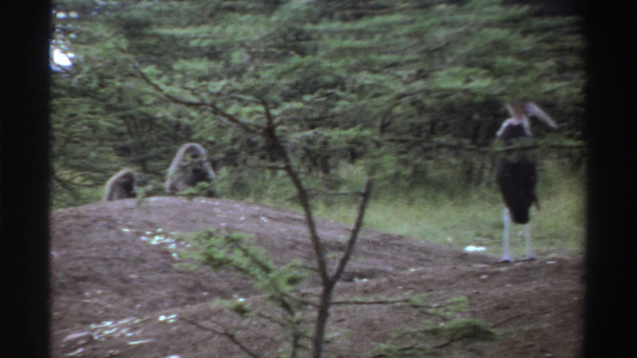 1969 Nigeria 8mm frame with a marabou stork near a small tree, a baboon on the dirt mound, and another stork in the background.