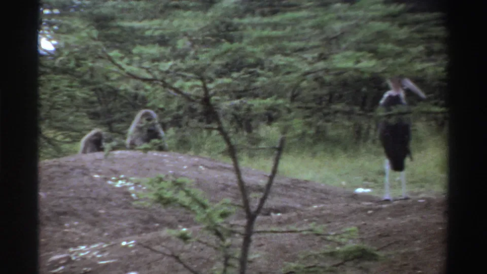 1969 Nigeria 8mm frame with a marabou stork near a small tree, a baboon on the dirt mound, and another stork in the background.