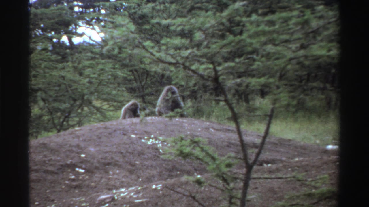 Two monkeys sit on a dirt mound among trees in a forest setting.