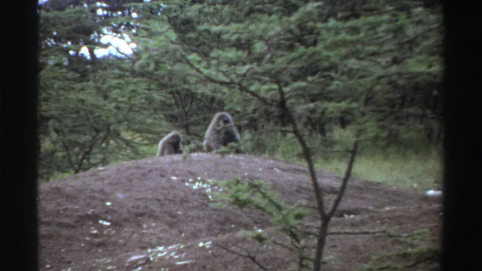 1969 Nigeria 8mm frame showing two monkeys on a dirt mound with dense green trees behind them.