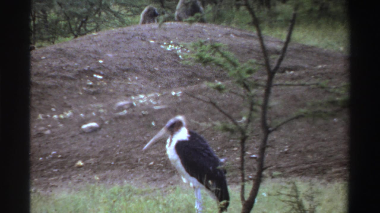 1969 Nigeria 8mm frame with a marabou stork-like bird in the foreground and monkeys on a dirt mound behind.