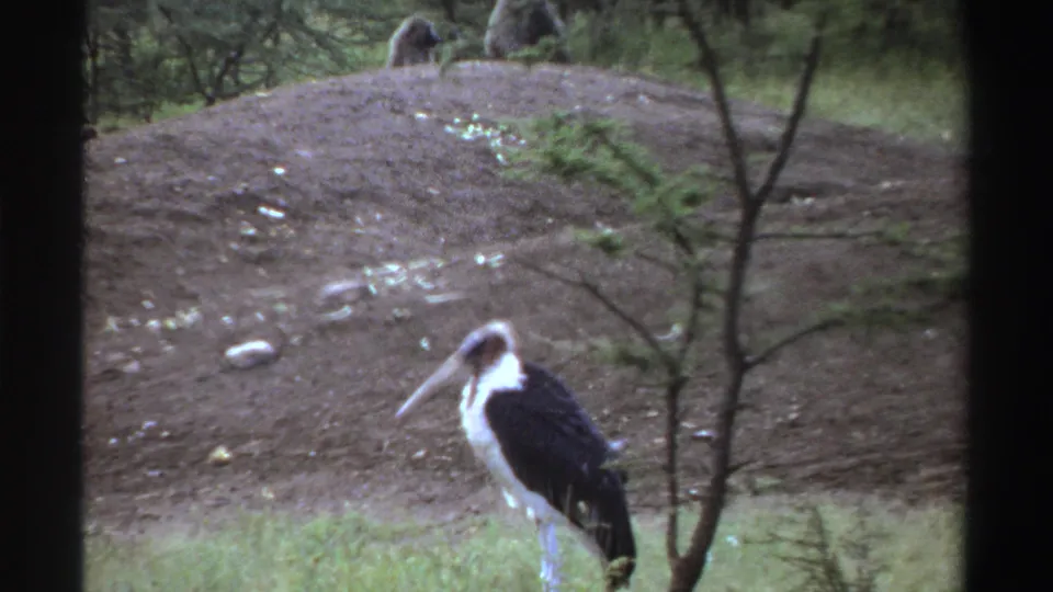 1969 Nigeria 8mm frame with a marabou stork-like bird in the foreground and monkeys on a dirt mound behind.