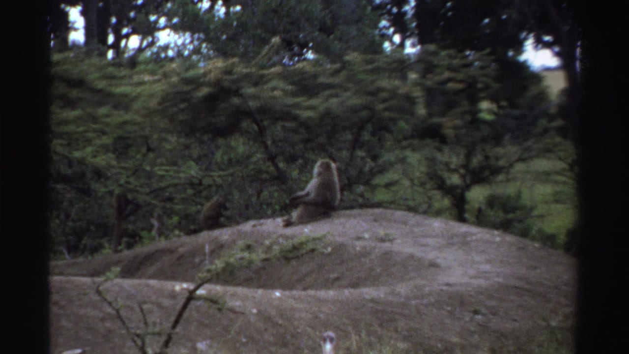 1969 Nigeria 8mm frame showing two monkeys on a rounded dirt mound with forest vegetation around them.